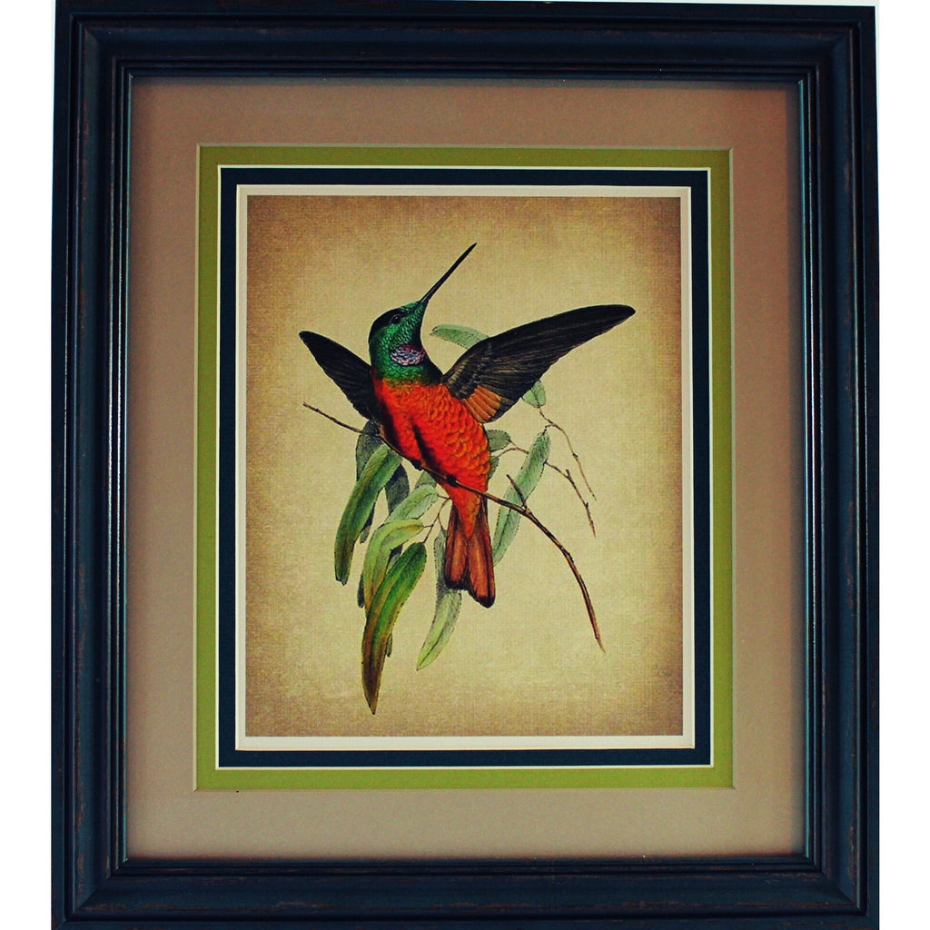 Grouping of Four Vintage Hummingbird Prints based on 1820 Audubon Illustrations