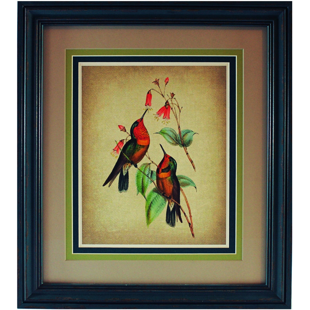 Grouping of Four Vintage Hummingbird Prints based on 1820 Audubon Illustrations