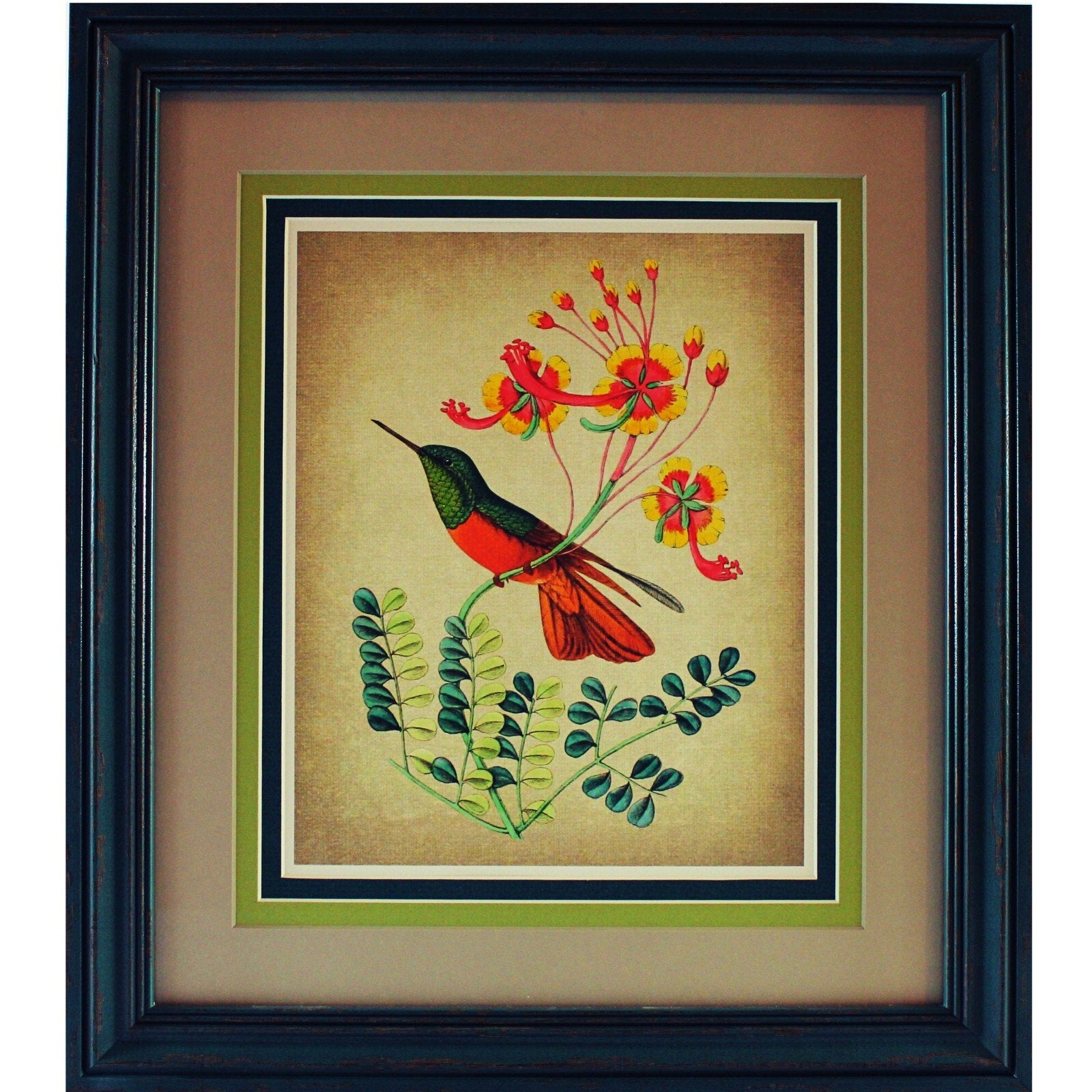 Grouping of Four Vintage Hummingbird Prints based on 1820 Audubon Illustrations