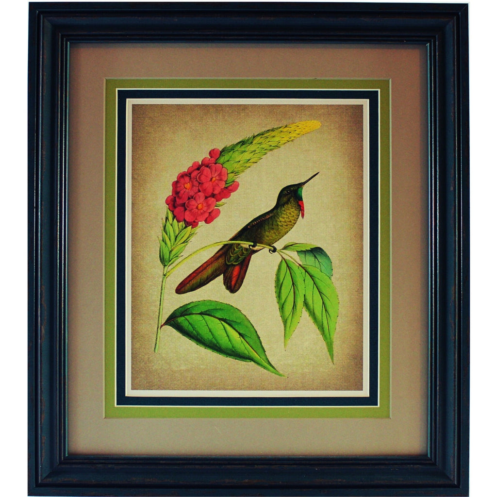 Grouping of Four Vintage Hummingbird Prints based on 1820 Audubon Illustrations